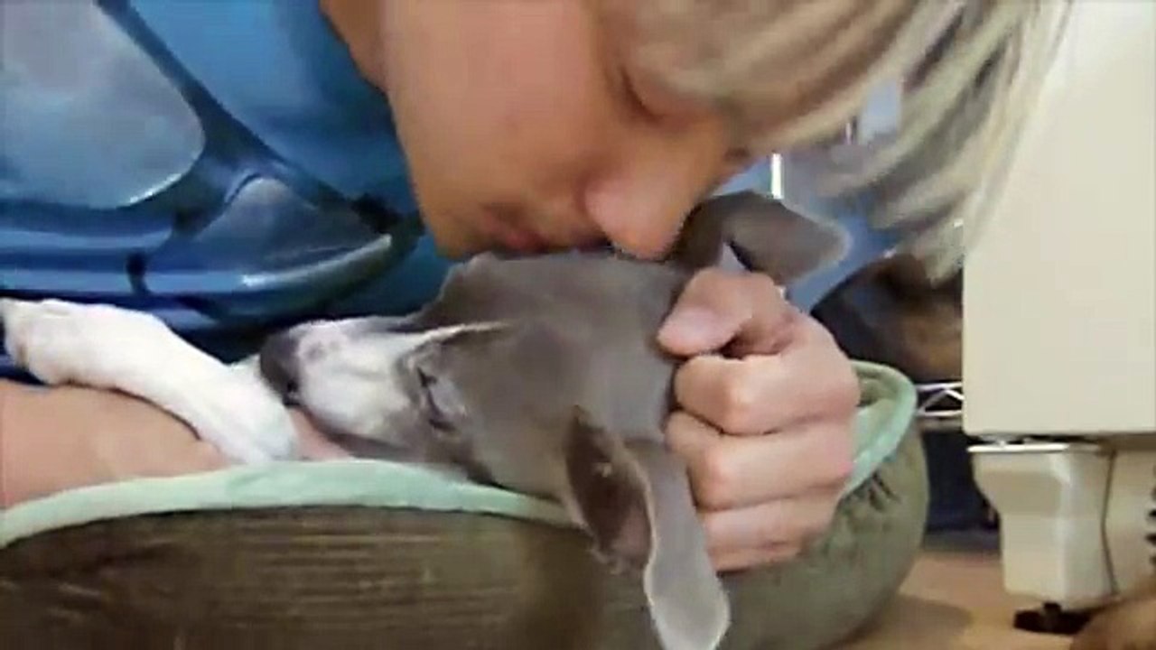 Paris Lo ONE STEP AT A TIME A Story about my Epileptic Dog in Las Vegas 2011 Seizure