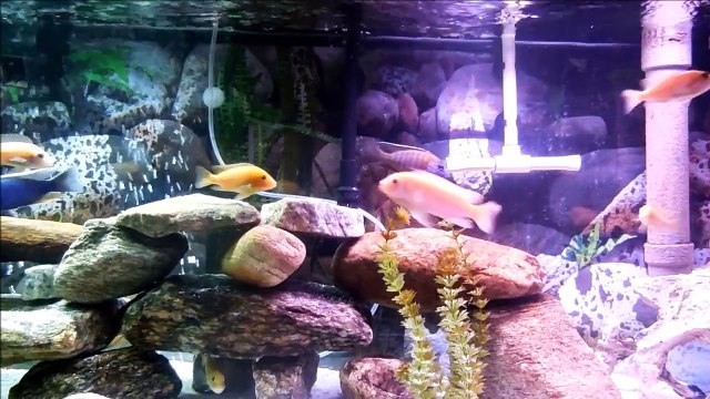 african cichlids 55 gal tank