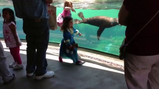 Little Girl and Sea Lion play tag. Sea Lion worried about Little Girl. ORIGINAL VIDEO