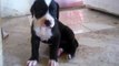 Perro Pitbull Cruza con dogo Argentino Excelente American pitbull Terrier Black nose