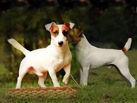 Знакомство с породой - Джек Рассел Терьер