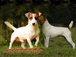 Знакомство с породой - Джек Рассел Терьер