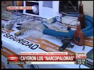 Crueldad Animal Palomas Para Droga LosNarcoPalomas