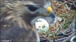 CornellRTHA Cam  'Pigeon Feathers Flying & Peeks At 