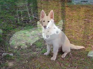 White Swiss Shepherd - Sovereign Park Maia
