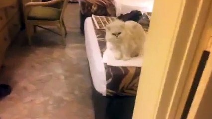 White Persian Cat