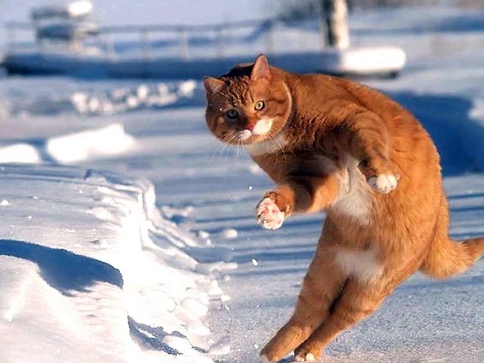 chats dans la neige