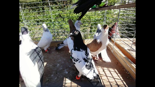 Kaftar Afghani Afghaanse duiven Afghan Pigeons Afghanische Tauben Show