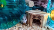 Pretty hamster.　かわいいハムスター (My pet is very cute.)