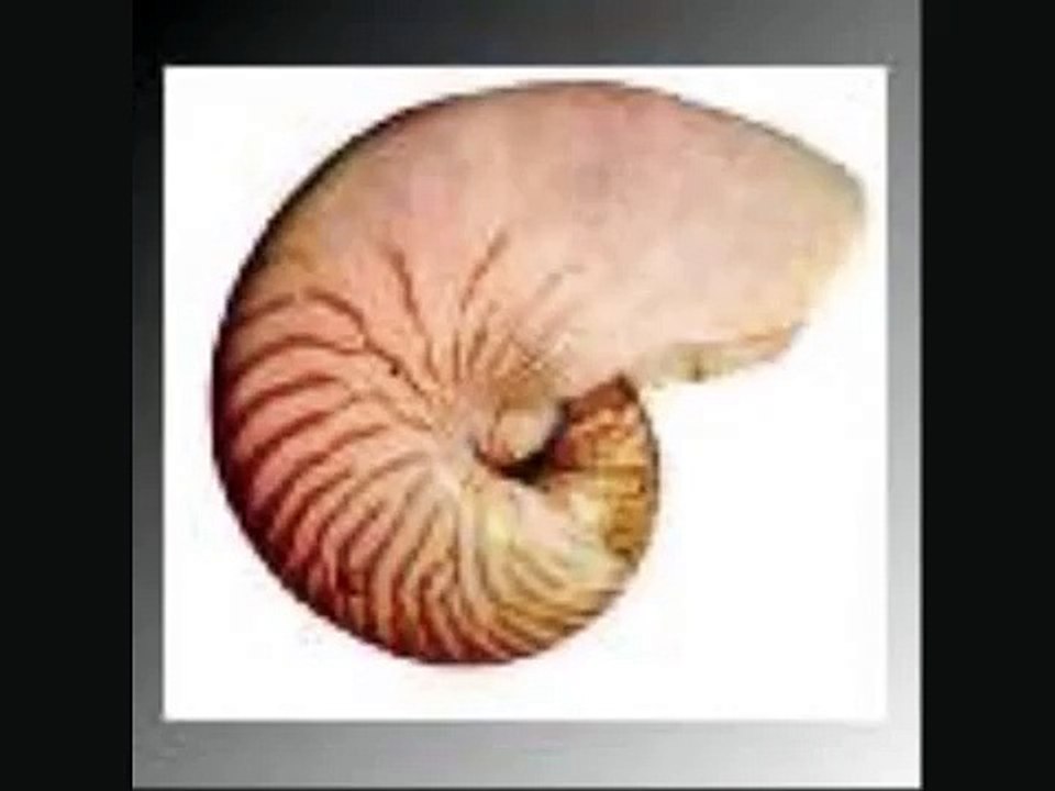 La razón aurea o las matemáticas en la naturaleza