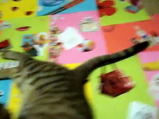 Re: MEAN KITTY - How To Annoy Your Cat... The Nice Way!