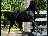 Black Morgan Stallion at Stud~JMF True North