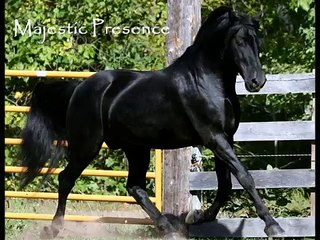 Black Morgan Stallion at Stud~JMF True North