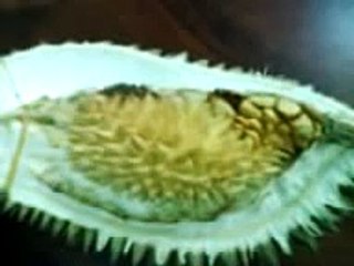 Durian dalam durian