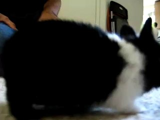 OREO! Delicious Cookies to Satisfy Your Cravings 🍪