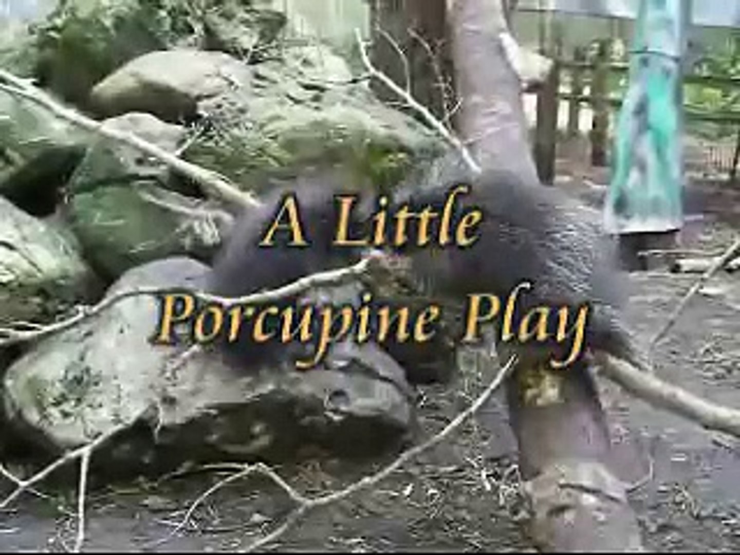 Two Baby Porcupine Play on Rocks and a Branch