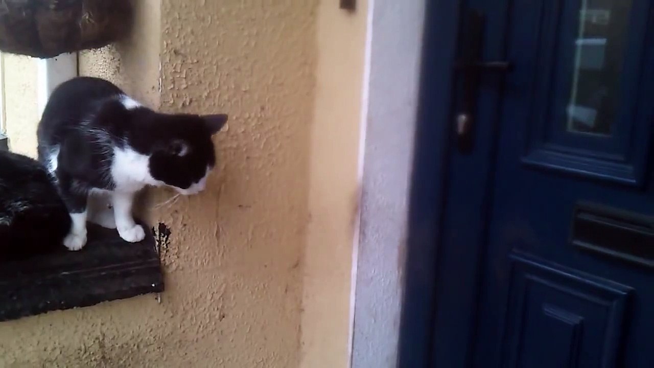 Cat Opens Door
