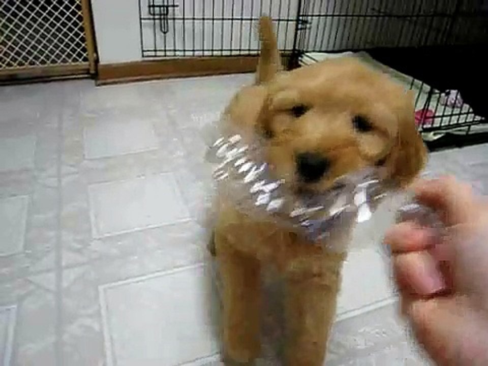 8 week goldendoodle playing