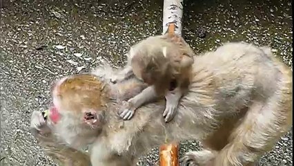#01 Baby macaques and  mom.Chiba Zoo.千葉市動物公園のニホンザル親子。