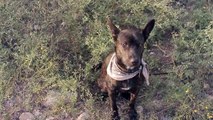 Bull Terrier Mix Runs the Trail | The Daily Puppy