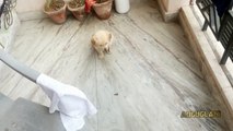 Cesar : Golden Retriever Puppy | 2 months old | Most obedient puppy!!