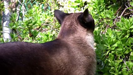 A Feline Encounter - Canon Vixia HV30