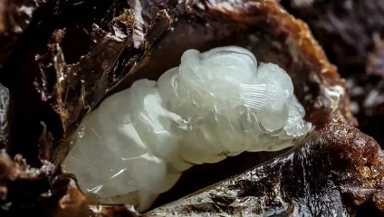 Naissance d'une abeille (Timelapse)