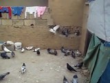 pigeons in hawler,, pigeon in kurdistan hawler,, kotr duvor kaftar kabootar hmam guvercin duer