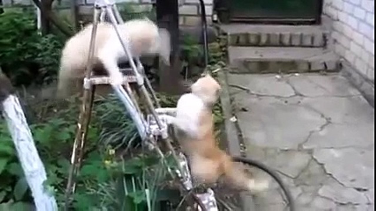 Funny Cat Videos 2015 - Komik Kedi Videoları