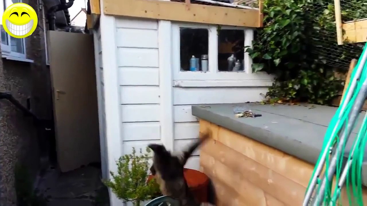 Funny Cats Compilation - Funny Videos 2014 - Funny Animals
