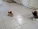 Shih Tzu puppy Lacey barking and playing with robotic toy dog