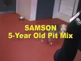 ASPCA Adoptable Dogs: Samson