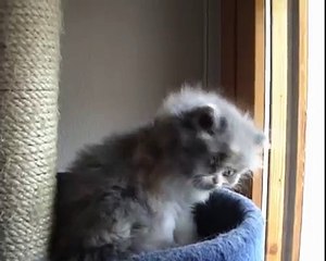 British Longhair & Highland Fold