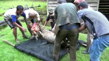 VIDEO: Sauvetage de cerfs sambars / Sambars deers rescue