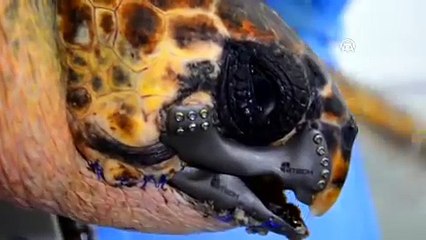 Tortue de mer sauvée grâce à un bec imprimé en 3D!