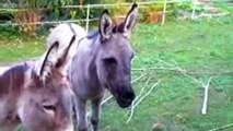 Donkeys are Watching Movie. Watch After Effects