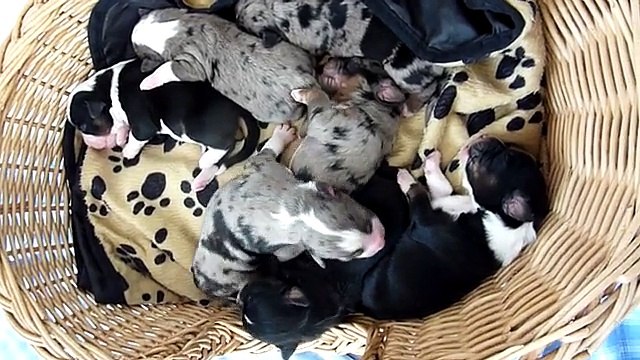 Chiots bergers australiens miniatures des Monts Bleus Délice X Chagy 2012 Jour 4