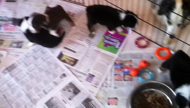 Chiots bergers australiens miniatures de Funky et Zack 4 semaines