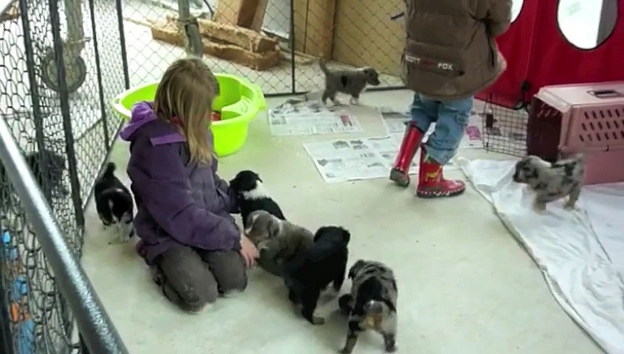 Chiots bergers australiens miniatures des Monts Bleus a 5,5 semaines