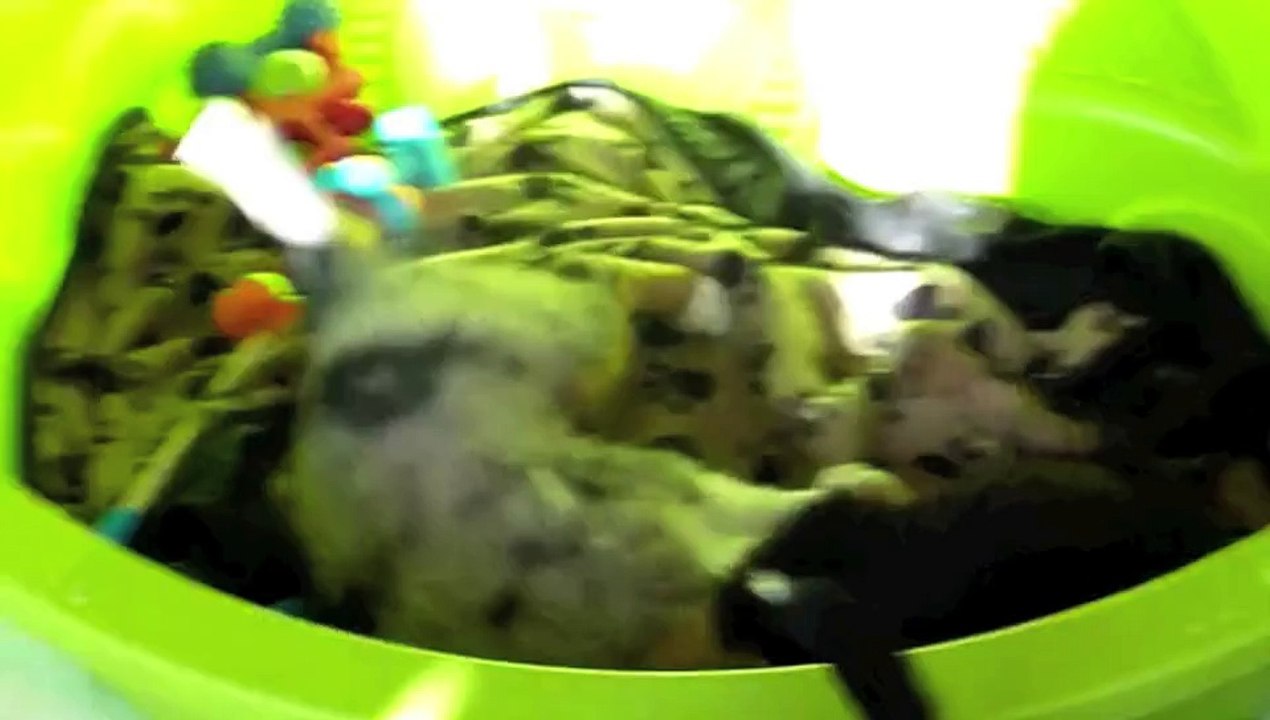 Chiots bergers australiens miniatures des Monts Bleus à 6 semaines