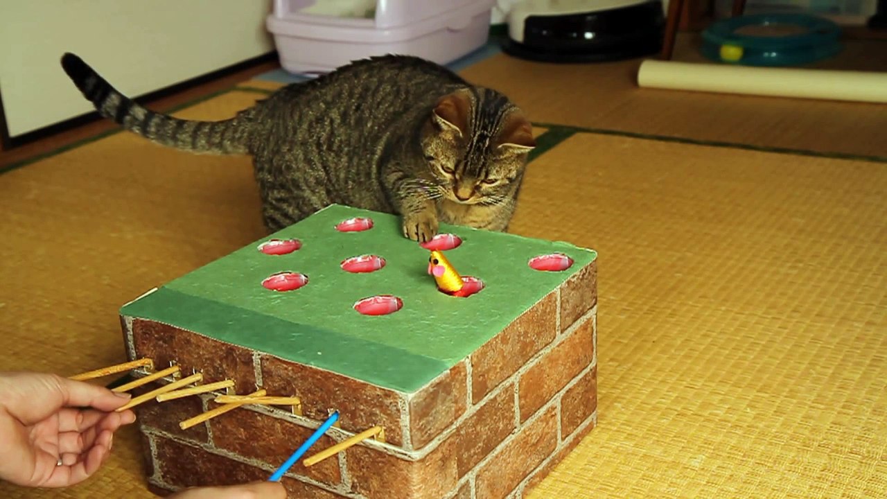 Jeu de la taupe pour les chats....