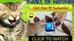 Best Funny Videos Dogs scared of cats Funny Cats