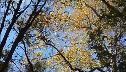 Les couleurs de l'automne