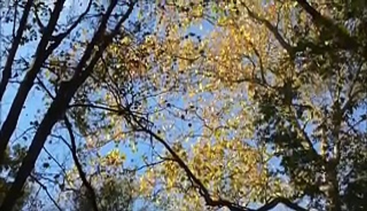 Les couleurs de l'automne