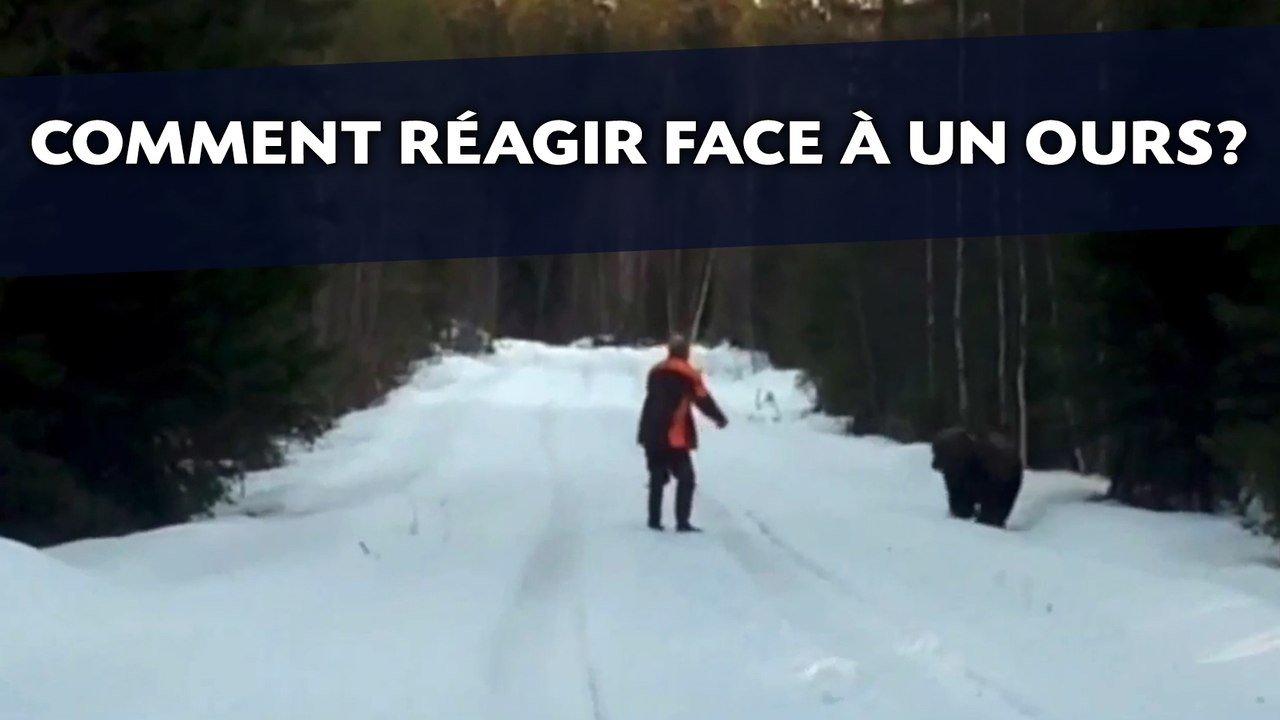 Comment effrayer un ours en une seconde?
