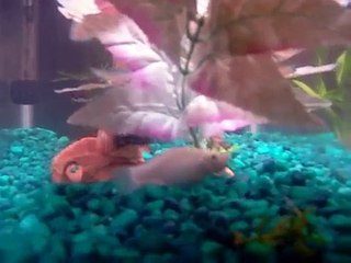 How to tell if your Molly is going into Labor