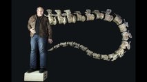 Newly Discovered Dinosaur Dreadnoughtus the Biggest Land Animal Ever