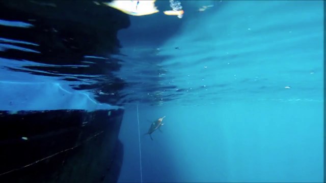 Le saumon des dieux a le sang chaud !