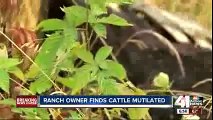 Mutilated Cows Found at Missouri Farm, Police Not Ruling Out the Possibility of Aliens