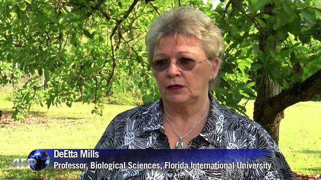 Dogs and drones team up to stop deadly fungus in avocado trees